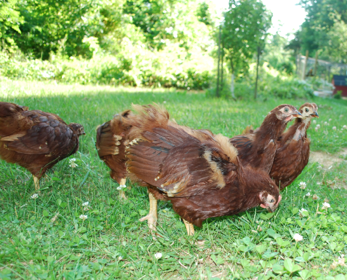 chicks-Display-interest